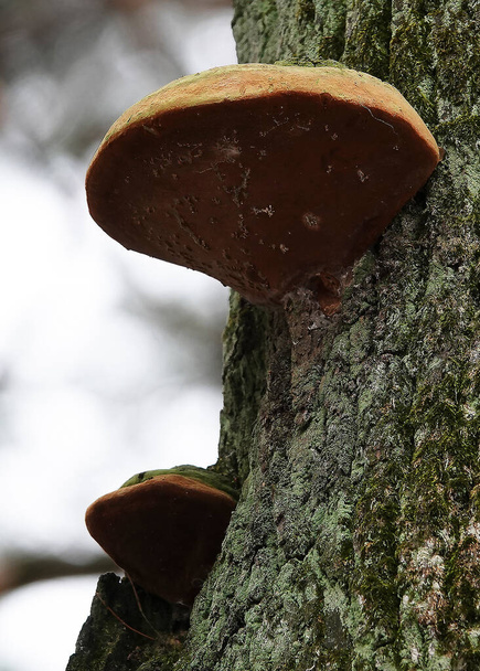 Cogumelos crescem em árvores na floresta - Foto, Imagem