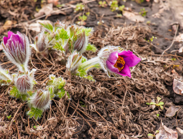 Dream-grass is the most beautiful spring flower. Pulsatilla blooms in early spring in the forest on a sunny day. Pulsatilla flower close-up. - Photo, Image