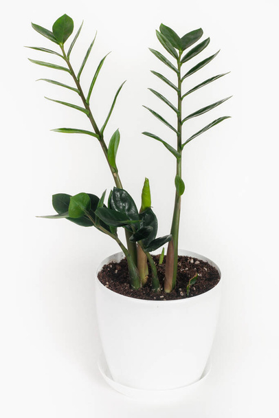 Green houseplant in a pot isolated on white - Zdjęcie, obraz