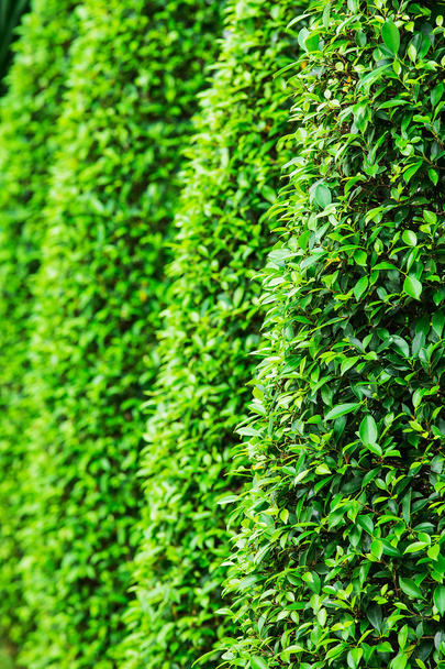 Yeşil Yapraklar duvar arkaplanı - Fotoğraf, Görsel