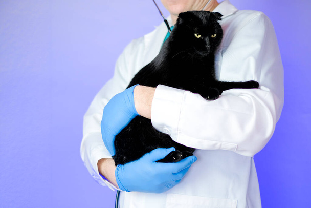 kat arts.Veterinaire procedures voor katen.Kattengezondheid.Onderzoek van een kat .Grote zwarte kat in de handen van een dierenarts op een paarse achtergrond.Geneeskunde voor dieren. - Foto, afbeelding