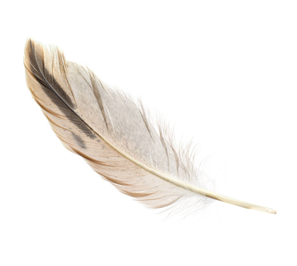 Beautiful grey bird feather isolated on white - 写真・画像