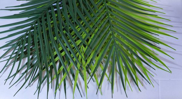 palm tree leaves on white background - Foto, Imagem