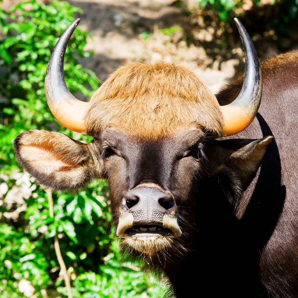 indian bison or gaur - Foto, Bild