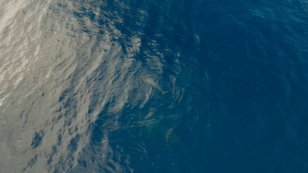 ハンプバッククジラ。 ハワイのカパルア沖の空中ドローン. 母クジラと彼女のカルフスプラッシュ. 高品質の写真 - 写真・画像