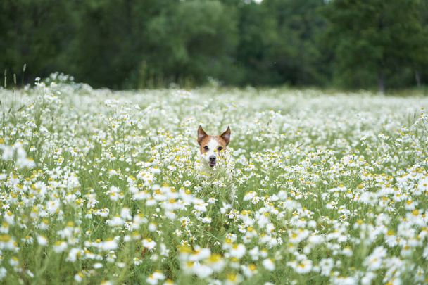 dog in daisies. Pet in nature. Cute jack russell terrier in flowers. Pet in grass - Fotoğraf, Görsel