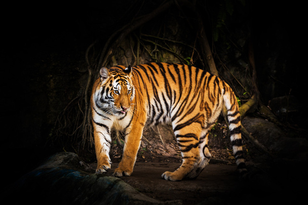 Cara de tigre
 - Foto, imagen