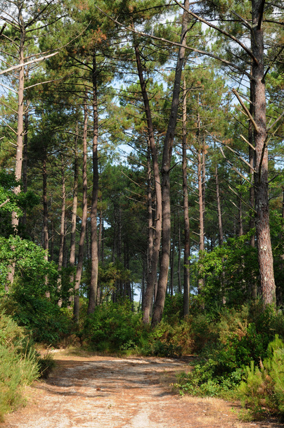 Gironde, maritime pines in La foret des Landes - Photo, Image