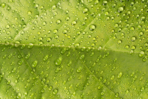 Alto ângulo close-up de gotas de orvalho em folhas - Foto, Imagem