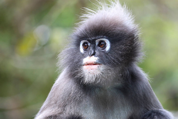 Portré egy aranyos felnőtt szürkés levél majom (Trachypithecus obscurus). - Fotó, kép