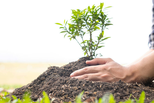 The young man's hands are planting young seedlings on fertile ground, taking care of growing plants. World environment day concept, protecting nature. - Foto, Imagem
