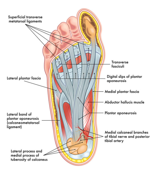 Ilustración de la anatomía del pie, con anotaciones. - Vector, imagen