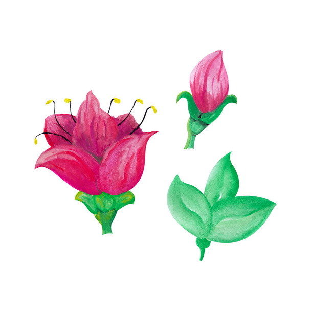 Цветы в стиле акварели, рисунок акварелью для поздравительной открытки или оформления приглашения - Вектор,изображение