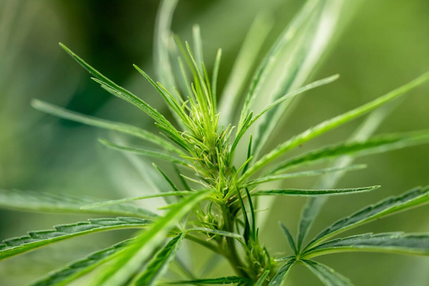 Nahaufnahme von Blütenstand Marihuana-Pflanze  - Foto, Bild