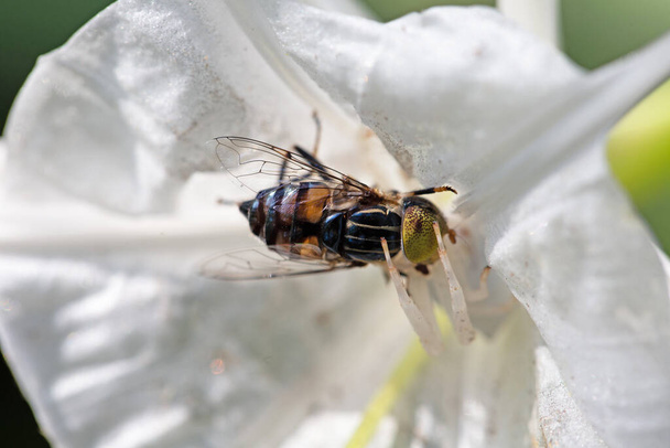 Бджоли літають навколо квітів, щоб знайти нектар
 - Фото, зображення