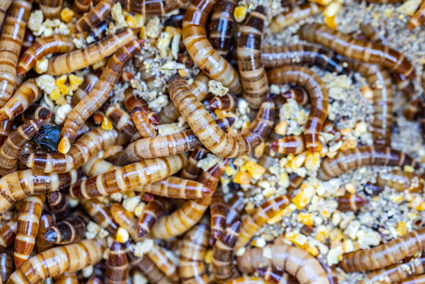 Kultura ptačích červů od larv po reprodukční věk - Fotografie, Obrázek
