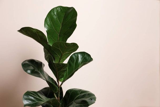 Beautiful ficus plant on beige background, space for text. House decor - Foto, Bild