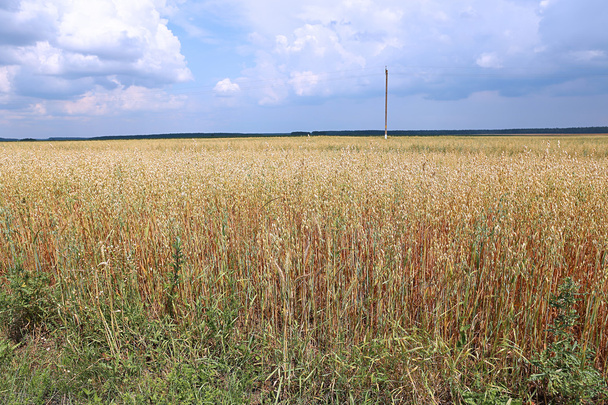 Mature oats ears on the field - Foto, Imagem