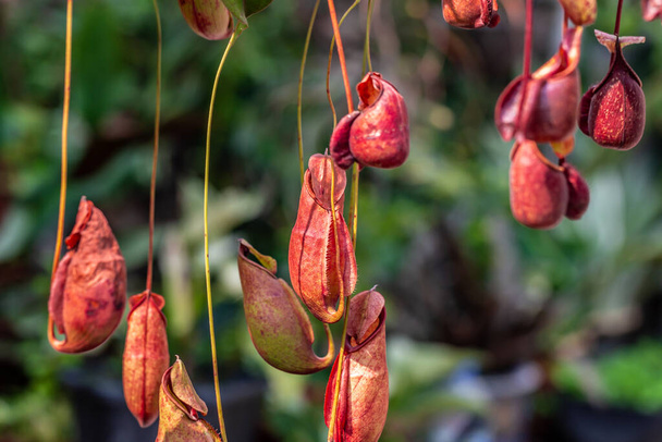 Nepenthes je druh hmyzožravé rostliny - Fotografie, Obrázek