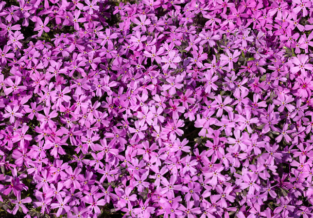 lilac aubrieta deltoidea flowers in the garden. - 写真・画像