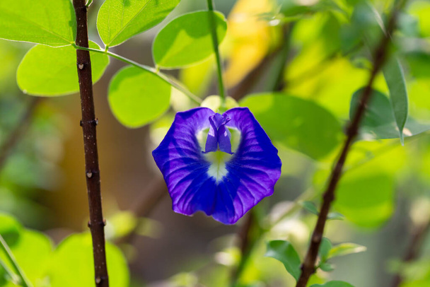 Schmetterling Erbse blaue Erbsenblume thailändische Kräuter - Foto, Bild