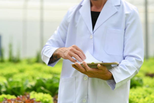 Cropped shot of male agricultural researcher recording data from during observing vegetable in industrial greenhouse. - Foto, Bild
