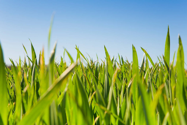 Gros plan et détail d'un champ agricole de maïs vert au printemps encore sans oreille - Photo, image