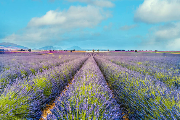 A lavender field in Provence. France - Fotoğraf, Görsel