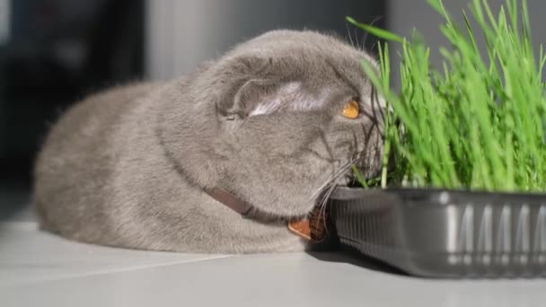 Lindo gatito gris comiendo hierba verde fresca acostado en el suelo en casa. Un gato de orejas plegadas escocés come hierba. La falta de vitaminas para el gato - Metraje, vídeo