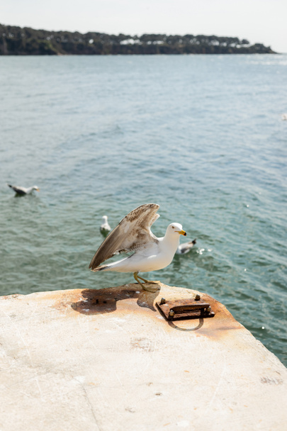 Mewa na molo z morzem w tle w Turcji  - Zdjęcie, obraz
