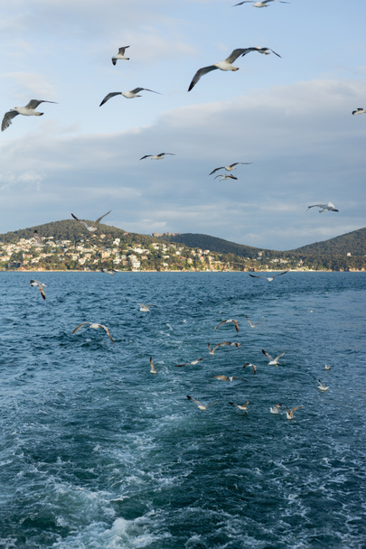 Mewy latające nad morzem z wyspami księżniczki na tle Turcji  - Zdjęcie, obraz