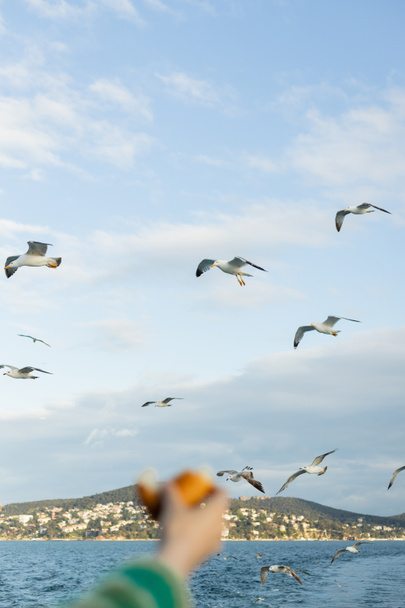 чайки, що летять над морем біля розмитої і обрізаної руки жінки з хлібом
  - Фото, зображення