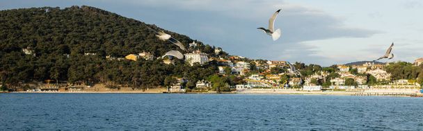Seagulls flying above sea with coast of Princess islands at background in Turkey, banner  - Photo, Image