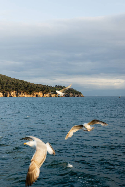 Blurred birds flying above sea with coastline at background in Turkey  - Photo, Image