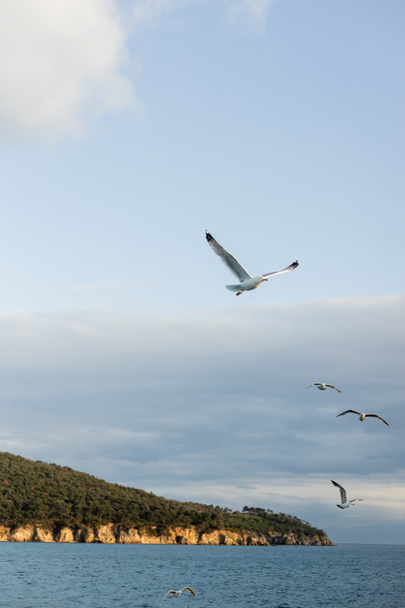 Сценический вид чаек, летающих над морем с берегом на заднем плане в Турции  - Фото, изображение