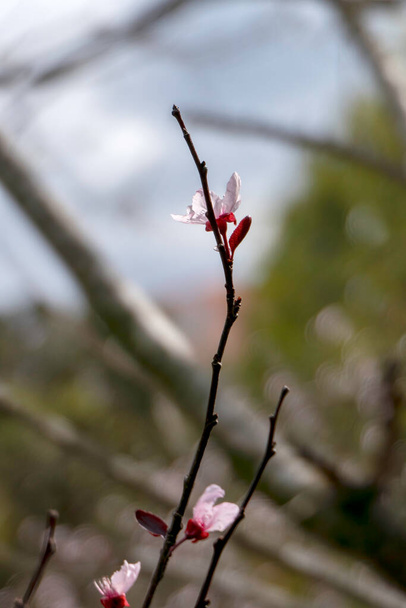 Pisardi plum blooming tree. Delicate pink flowers, buds and leaves close up. Springtime. Israel - Photo, Image