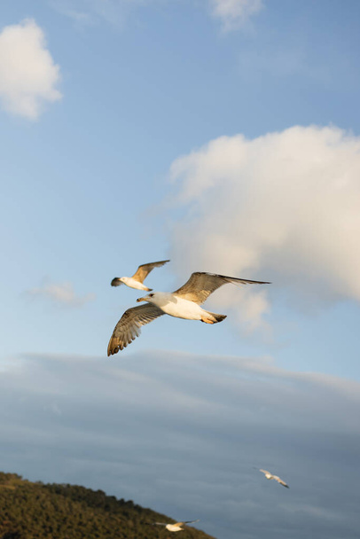 Gulls flying over Princess islands in cloudy sky at background in Turkey  - Fotoğraf, Görsel