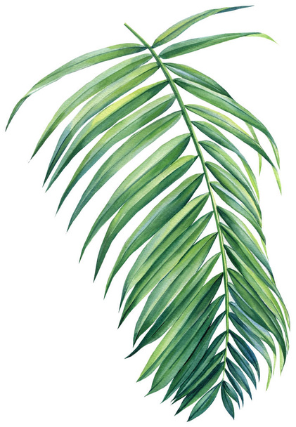 Tropical palm leaf isolated on white background. Watercolor exotic plant. Botanical illustration. jungle design. High quality illustration - Фото, изображение