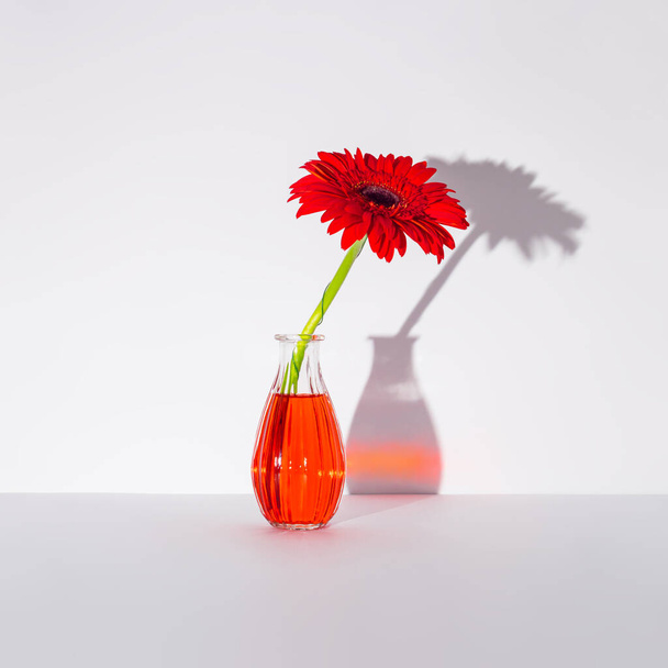 Frühlingsblumen, rote Gerbera Daisy auf grauem Hintergrund. Ästhetisch surreale Blumengestaltung. Frühlingszeit. - Foto, Bild