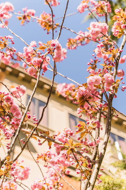 közel egy cseresznyevirág fa Velencében, Olaszországban - Fotó, kép