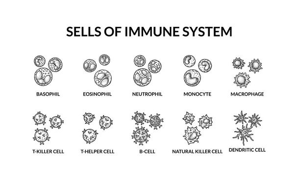Komórki adaptacyjnego układu odpornościowego. Ludzkie komórki z nazwiskami. Naukowa mikrobiologia wektor ilustracja w skeczu stylu. tworzenie się komórek krwi - Wektor, obraz