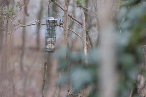 Mamas azuis sentadas no alimentador de pássaros com bolas gordas
 - Foto, Imagem