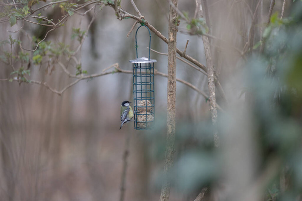Teta azul sentado en comedero de aves con bolas de grasa
 - Foto, imagen