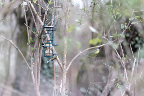 Modraszka siedzi na Karmnik dla ptaków z tłuszczu kulki - Zdjęcie, obraz