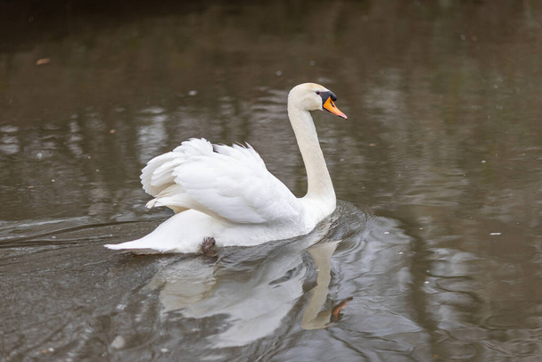 Elegante cisne flotando en el agua en Alemania - Foto, imagen
