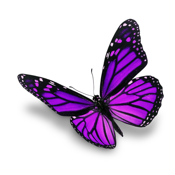 fioletowy motyl - Zdjęcie, obraz