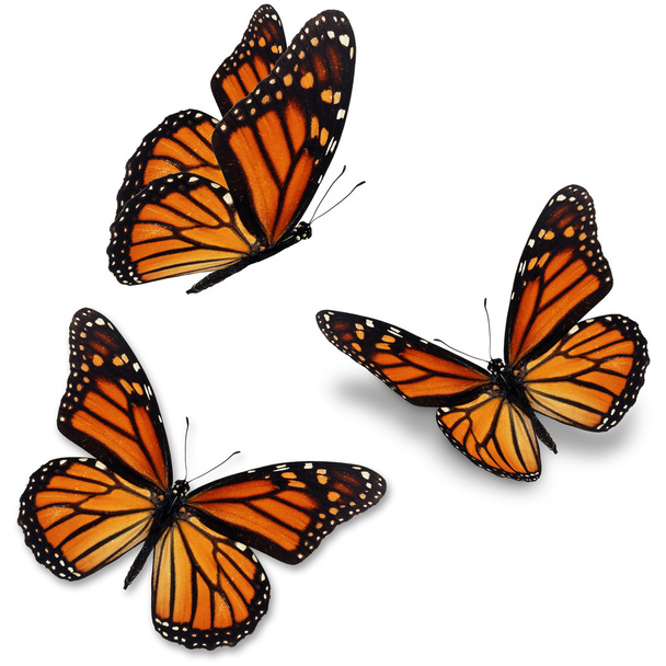 monarch butterfly - Photo, Image