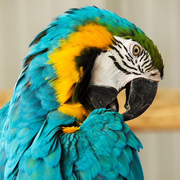 Macaw Parrot - Фото, изображение
