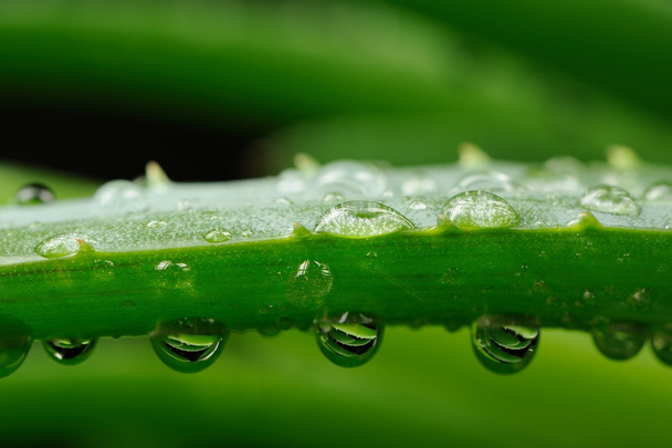 Green Aloe Vera Leaf with Water Drops Macro - Foto, Imagem