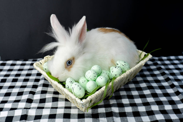 Süslü yumurtalı Paskalya Tavşanı - Fotoğraf, Görsel
